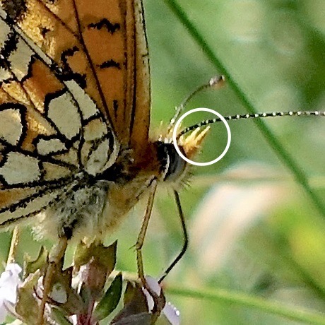Provençal fritillary